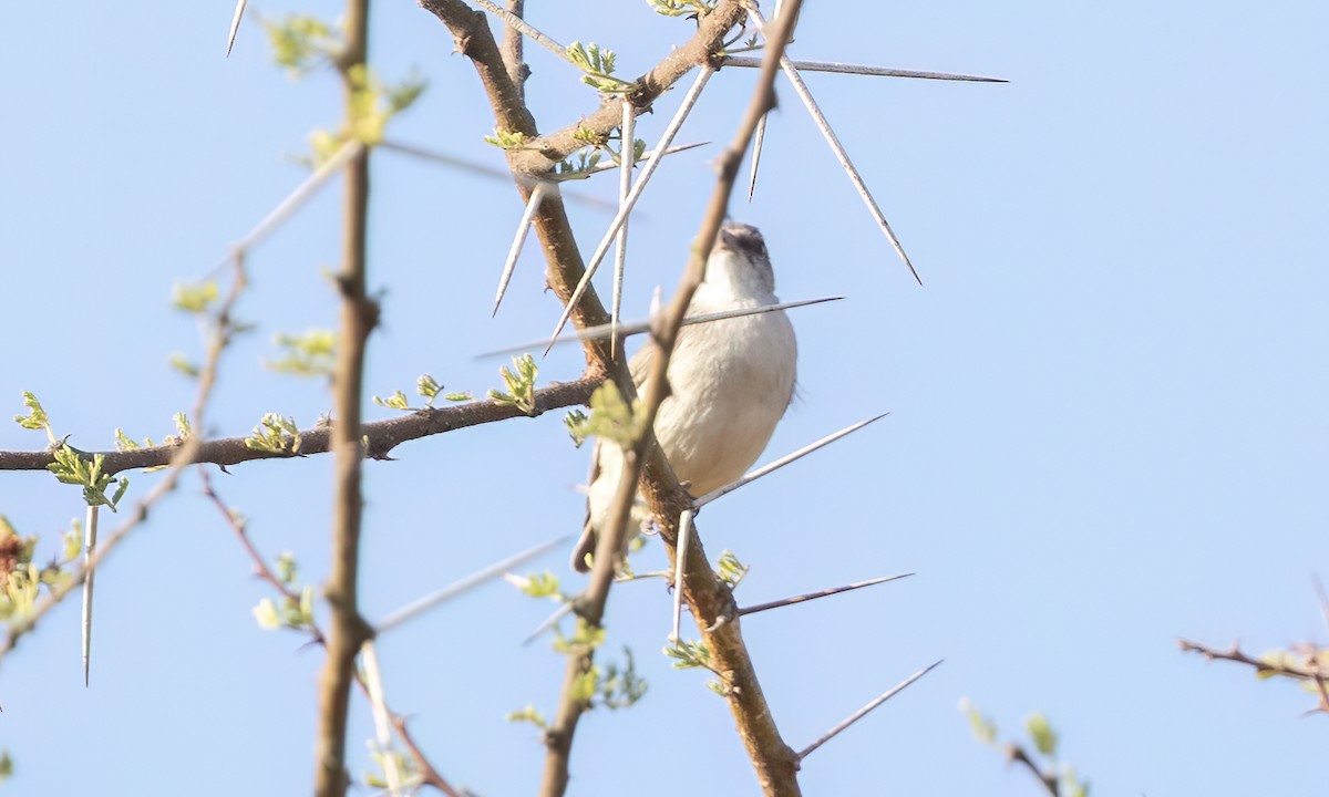 Yellow-vented Eremomela - ML637024552