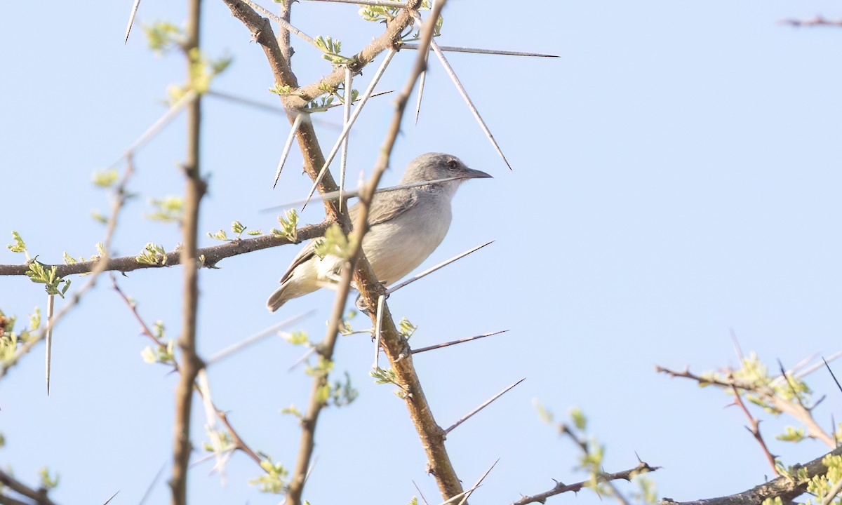 Yellow-vented Eremomela - ML637024553