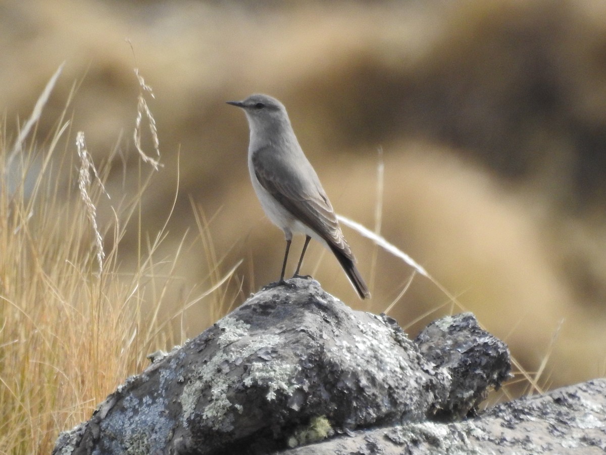 Cinereous Ground-Tyrant - ML637024571