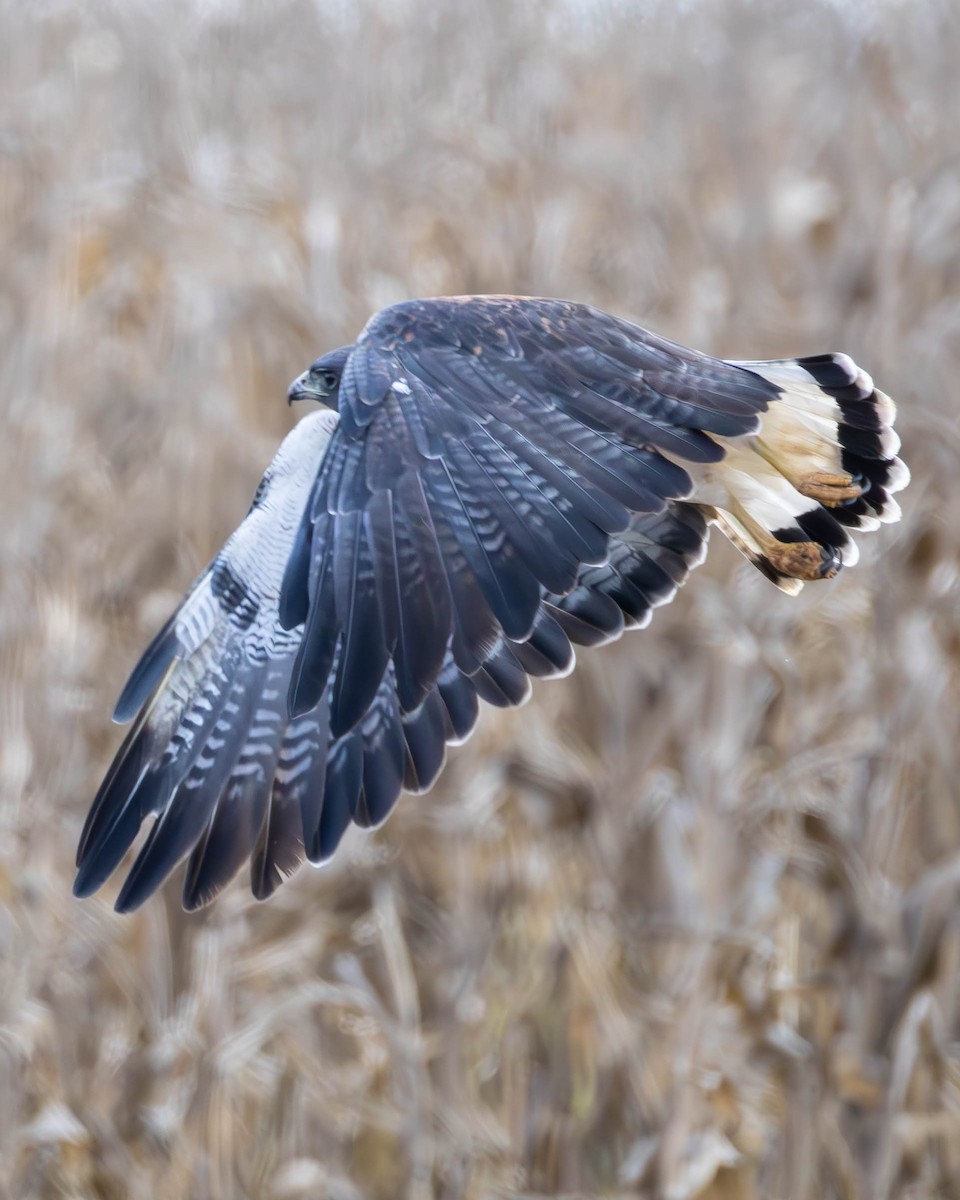 White-tailed Hawk - ML637024589