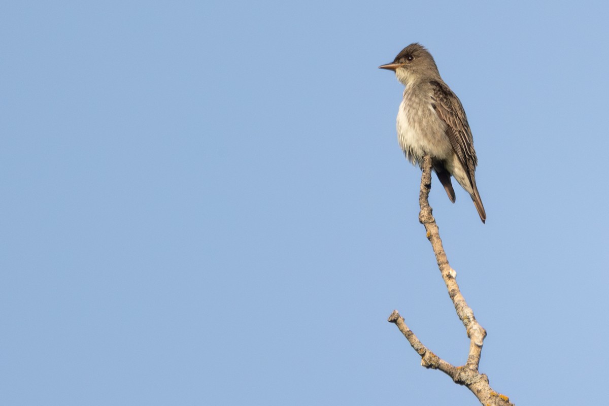 Olive-sided Flycatcher - ML637024666