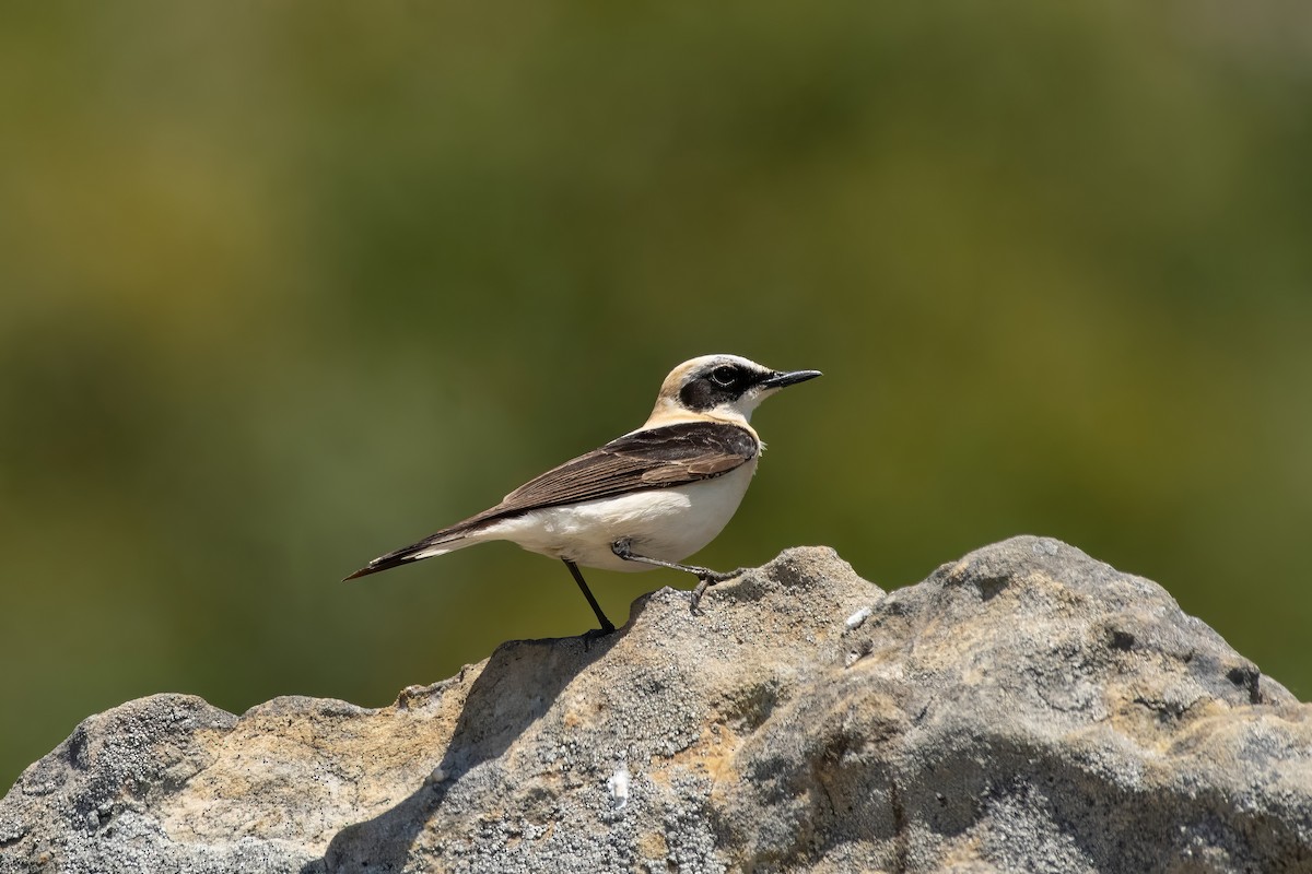 Western Black-eared Wheatear - ML637024672