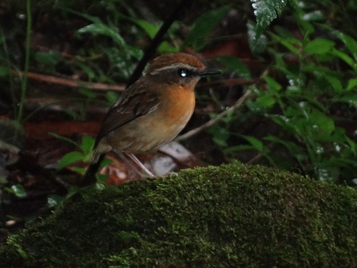 Black-cheeked Gnateater - ML637024707
