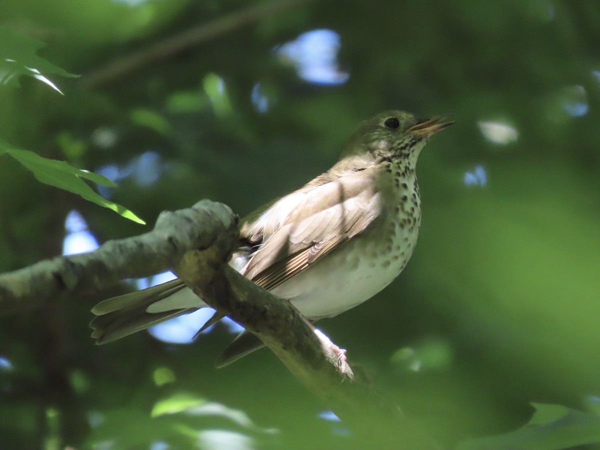 Gray-cheeked/Bicknell's Thrush - ML637024711