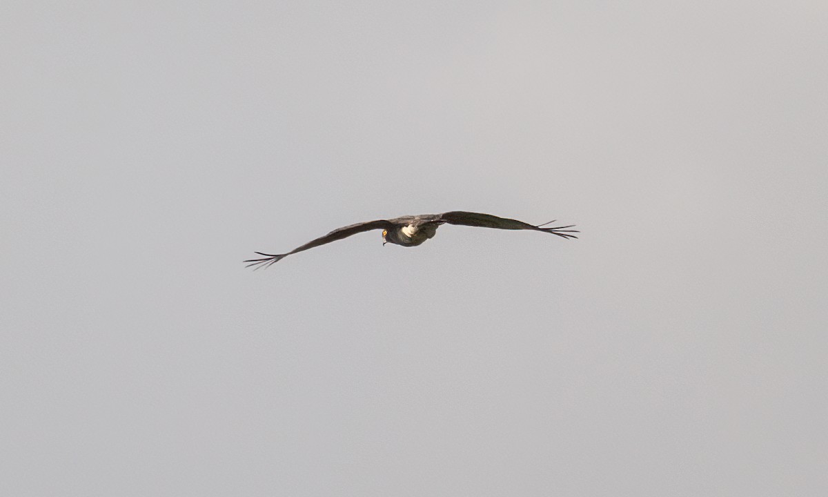 African Cuckoo-Hawk - ML637024727
