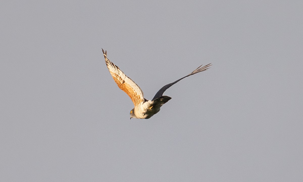 African Cuckoo-Hawk - ML637024728