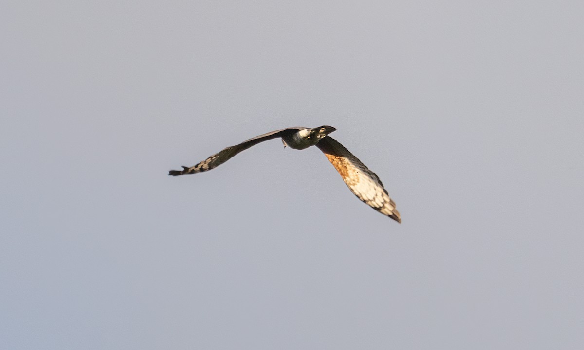 African Cuckoo-Hawk - ML637024729