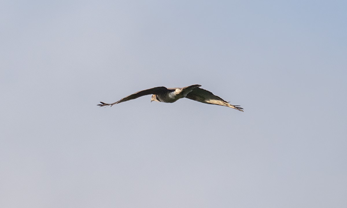 African Cuckoo-Hawk - ML637024730