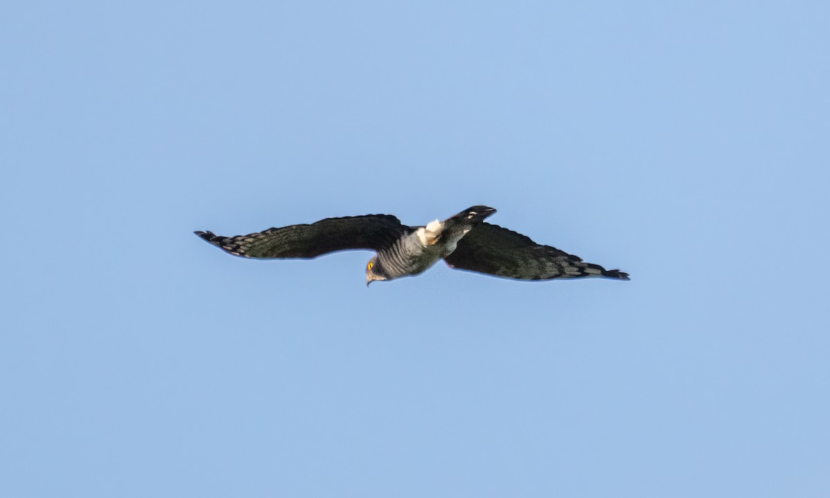 African Cuckoo-Hawk - ML637024731
