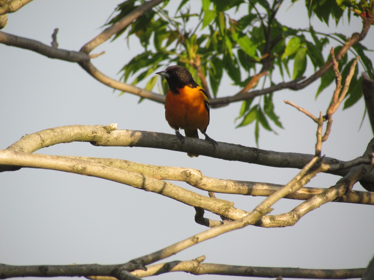 Baltimore Oriole - ML637024792