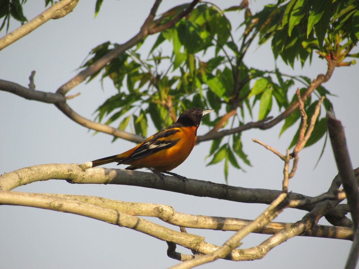 Baltimore Oriole - ML637024793