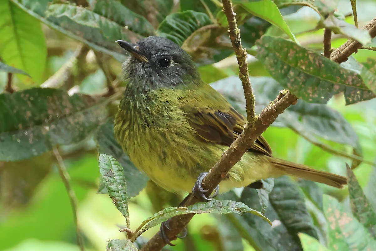 Streak-necked Flycatcher - ML637024908