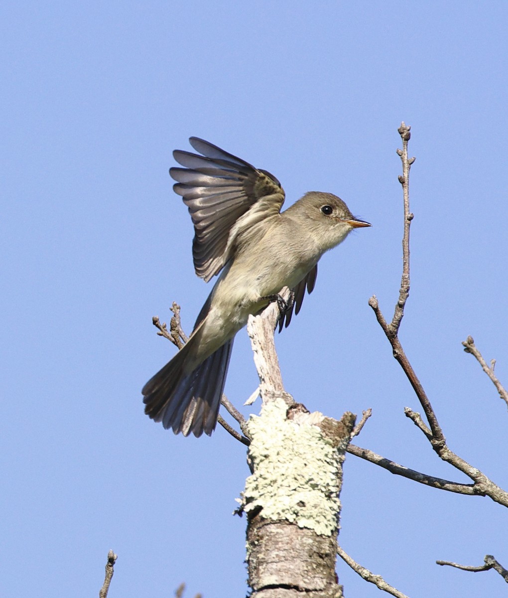 tyranovec východní - ML637024931