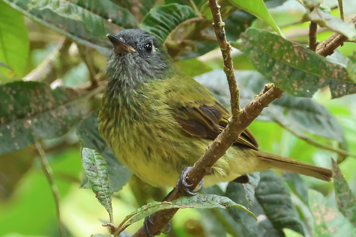 Streak-necked Flycatcher - ML637024967
