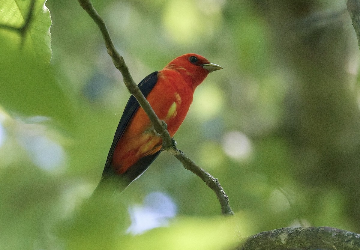 Scarlet Tanager - ML637025122