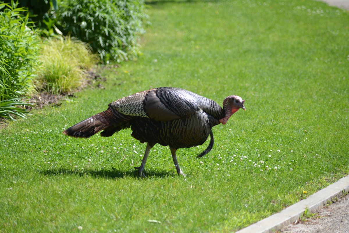 火雞 - ML637025211