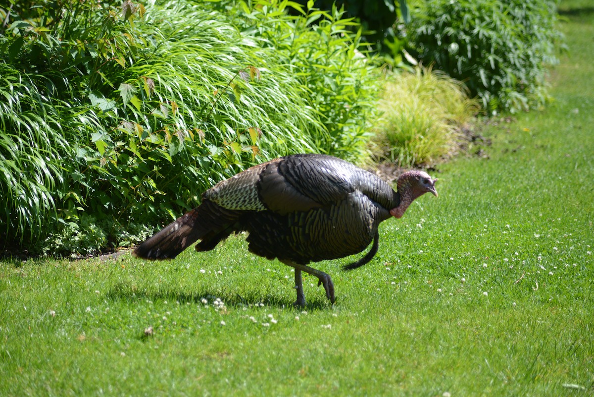 火雞 - ML637025212