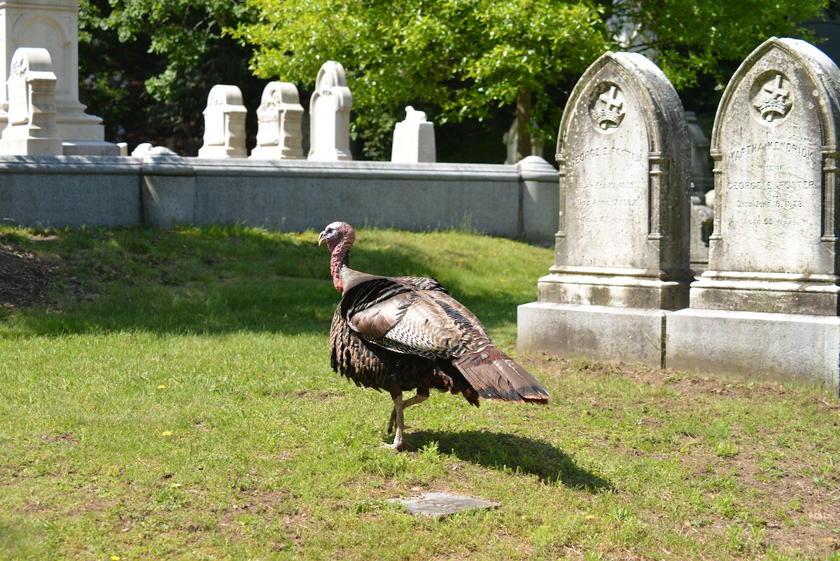 火雞 - ML637025213