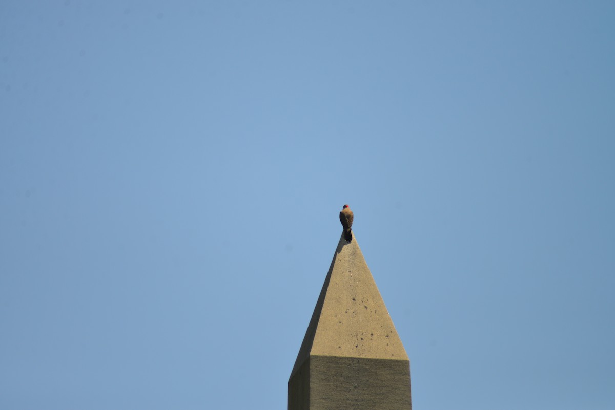 Northern Flicker - ML637025218