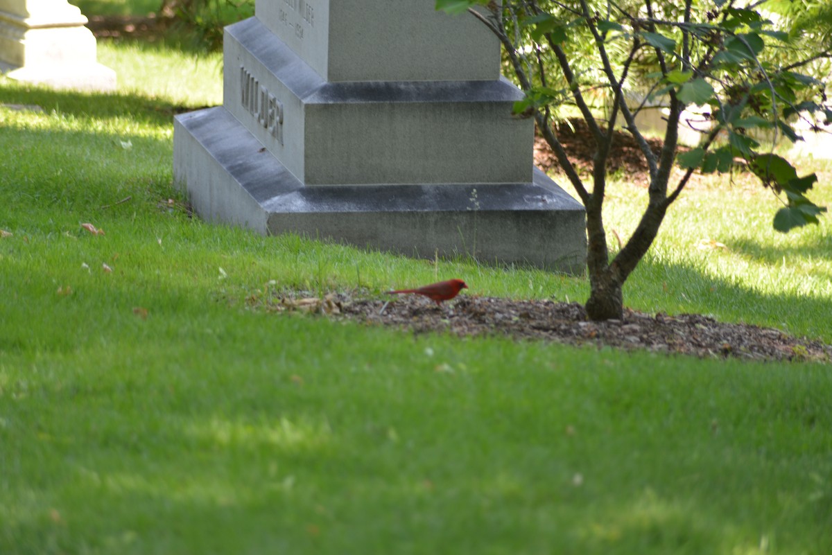 Northern Cardinal - ML637025238