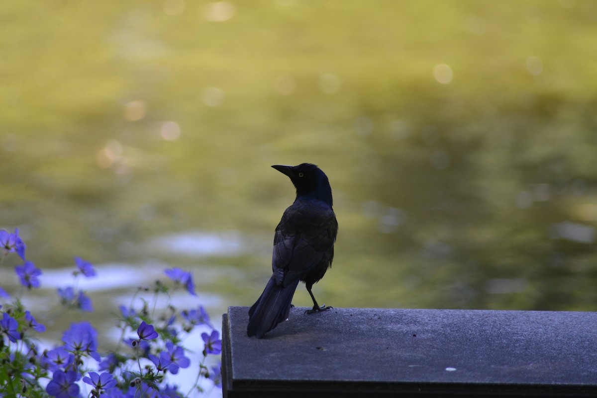 Common Grackle - ML637025242