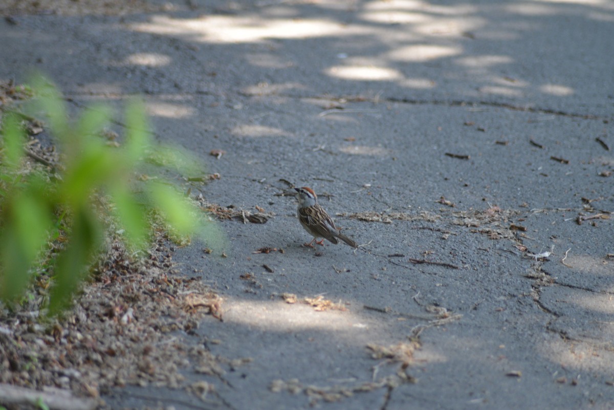 Chipping Sparrow - ML637025270