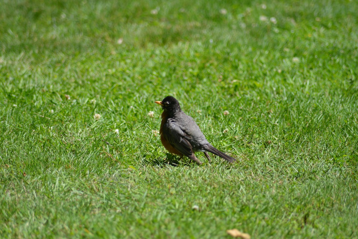 American Robin - ML637025281