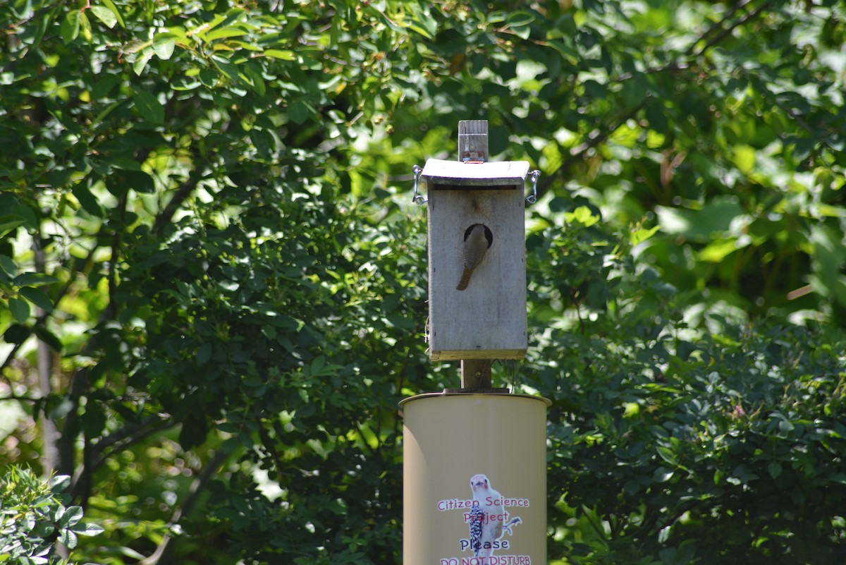 Northern House Wren - ML637025287