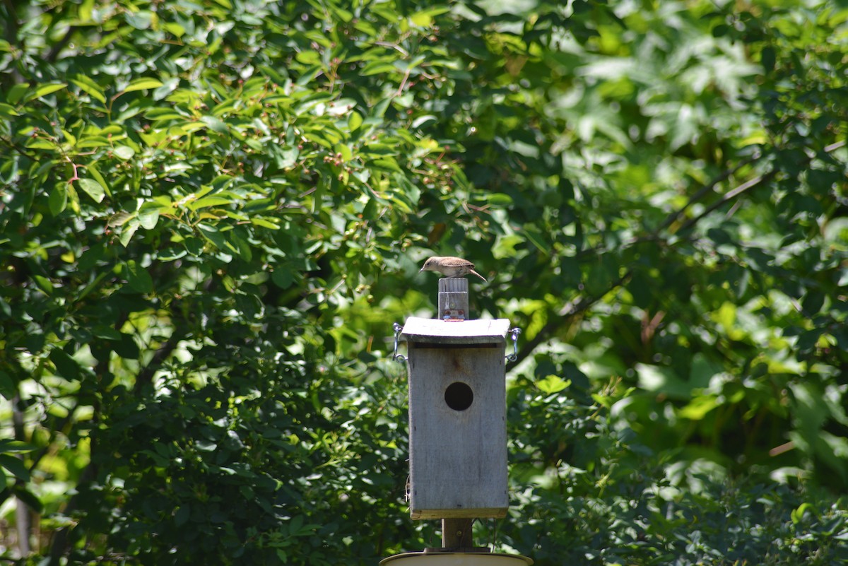 Northern House Wren - ML637025288