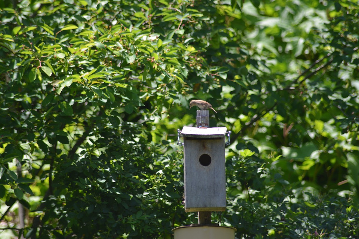 Northern House Wren - ML637025289