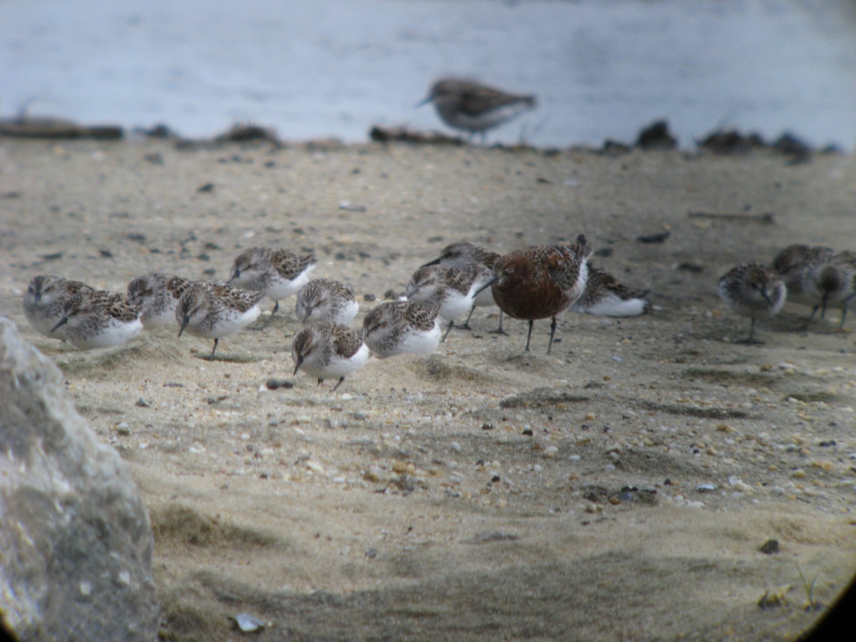 Curlew Sandpiper - ML637025343