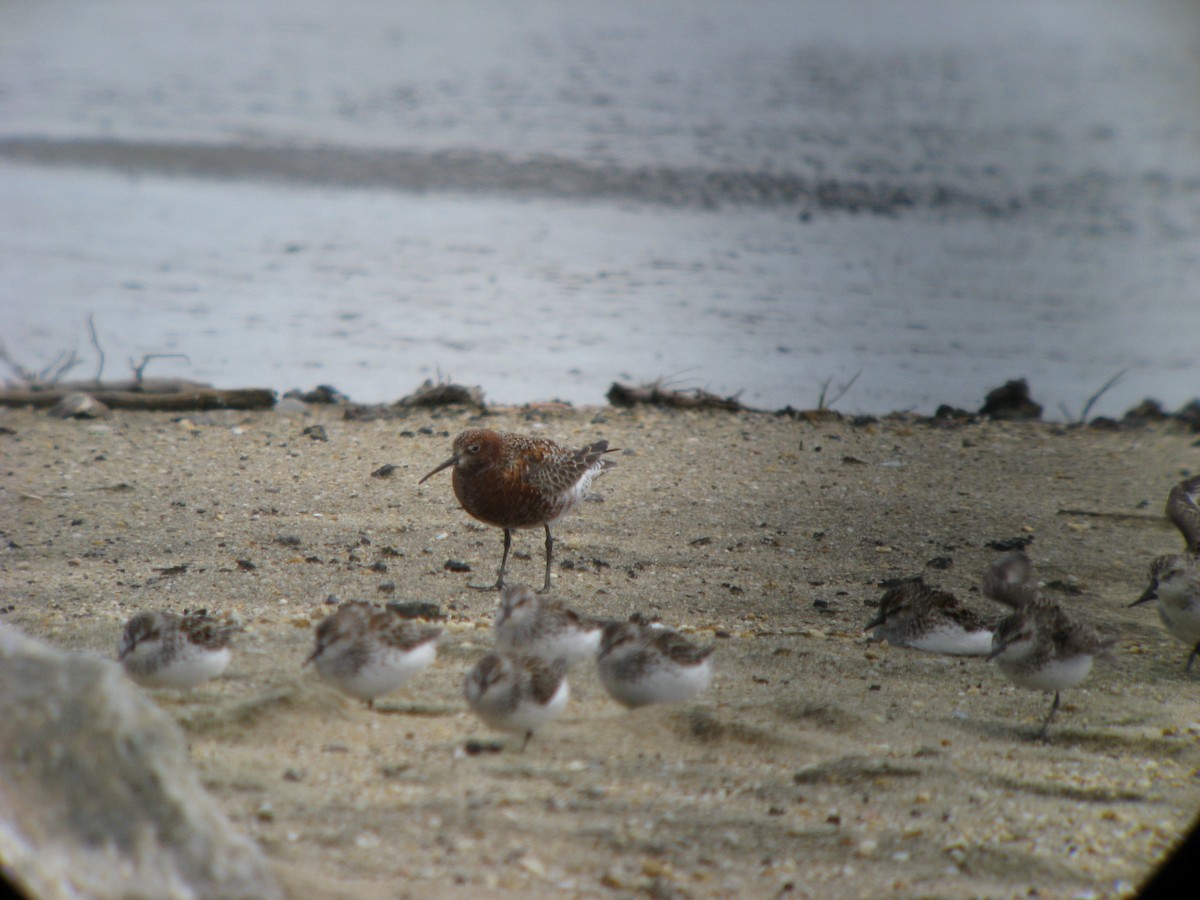 Curlew Sandpiper - ML637025344