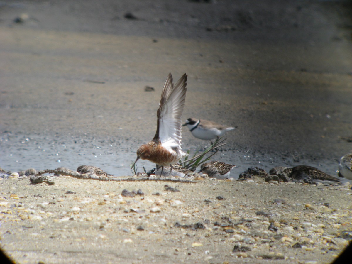 Curlew Sandpiper - ML637025345