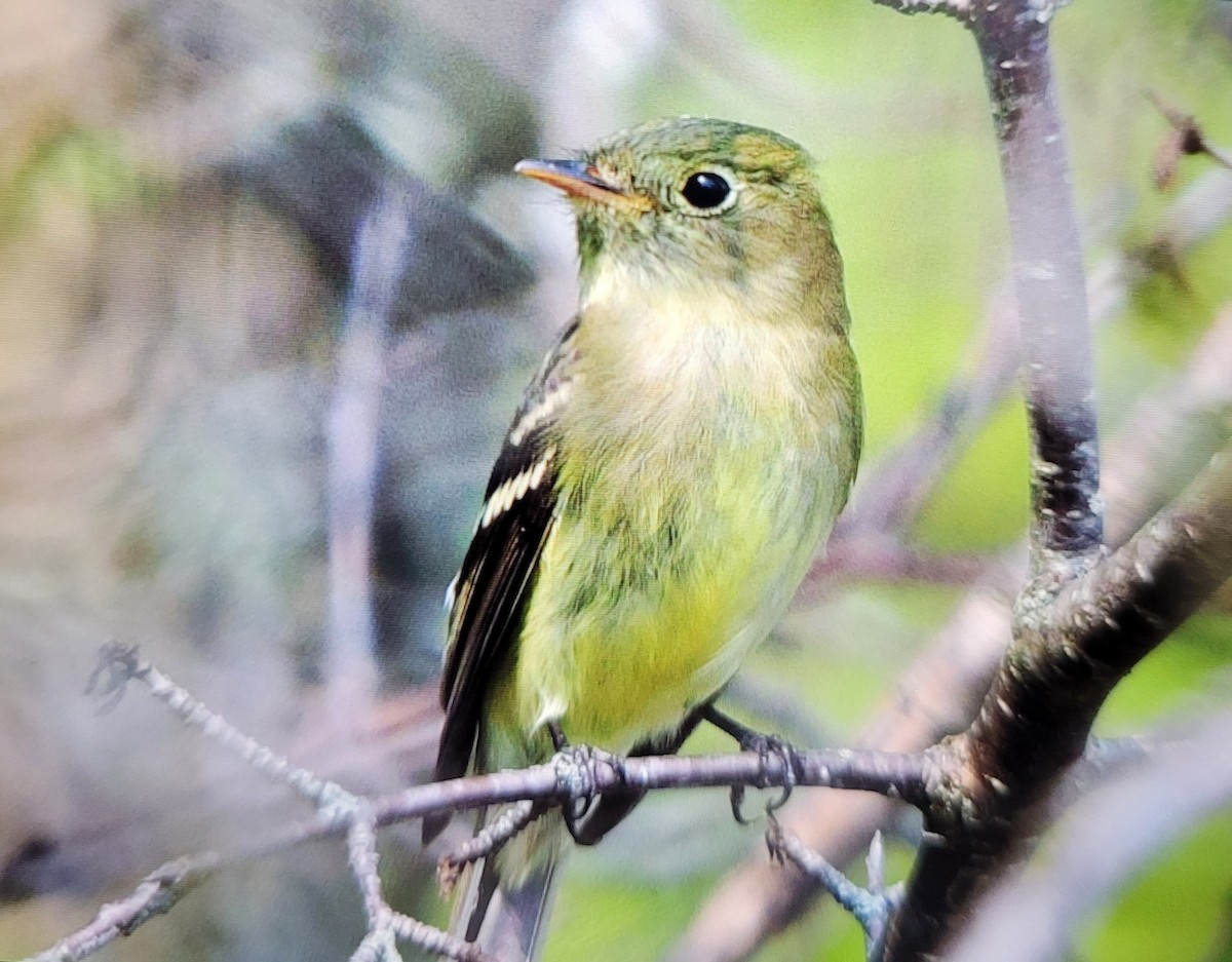 Mosquero Ventriamarillo - ML637025354