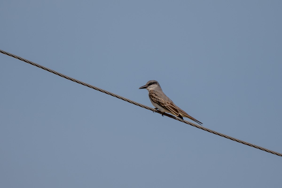 Gray Kingbird - ML637025362