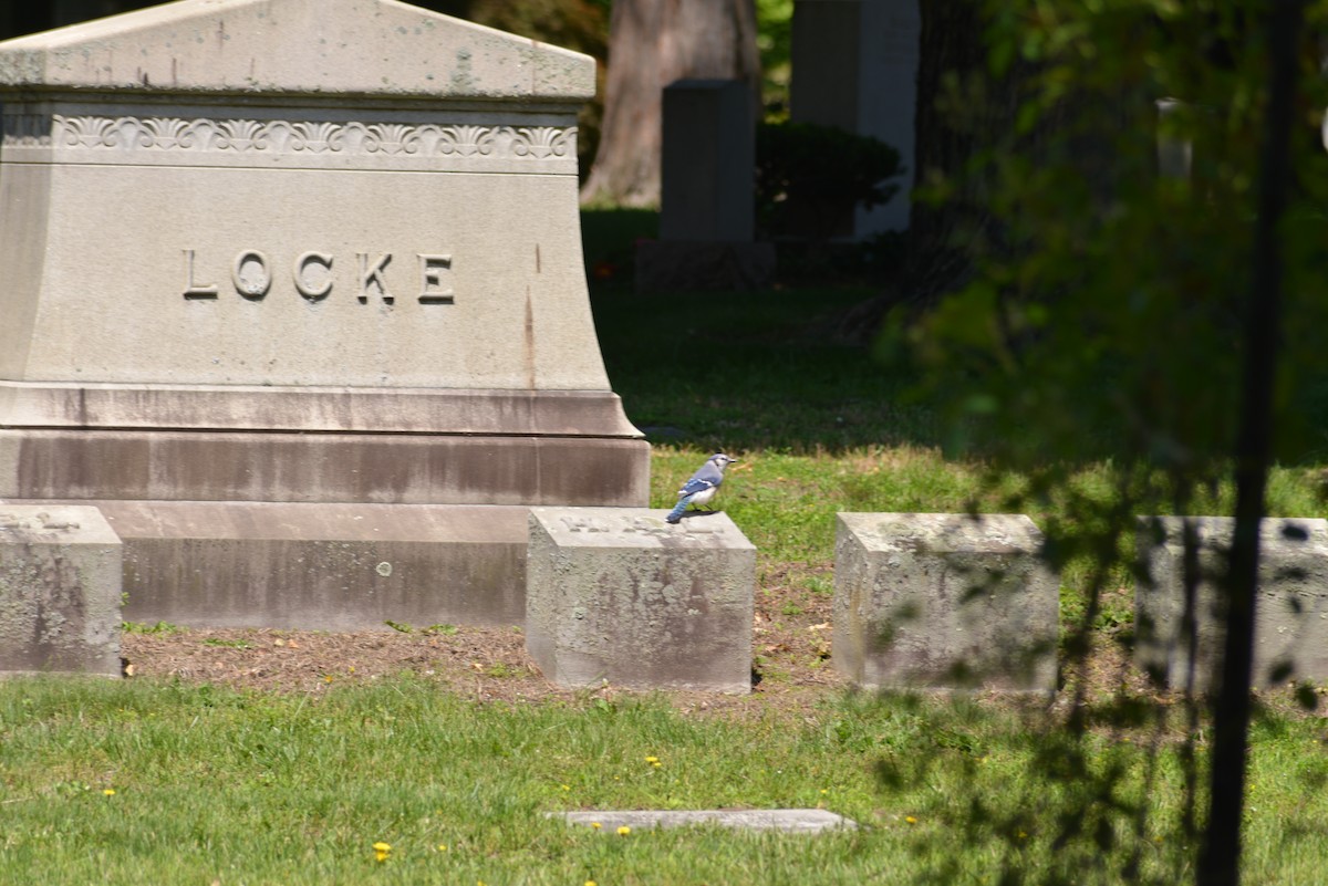 Blue Jay - ML637025416