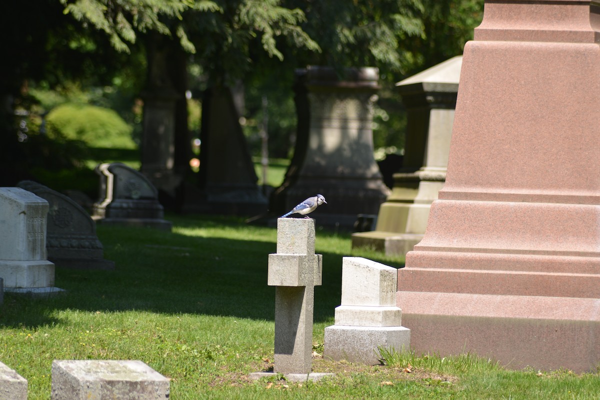 Blue Jay - ML637025417