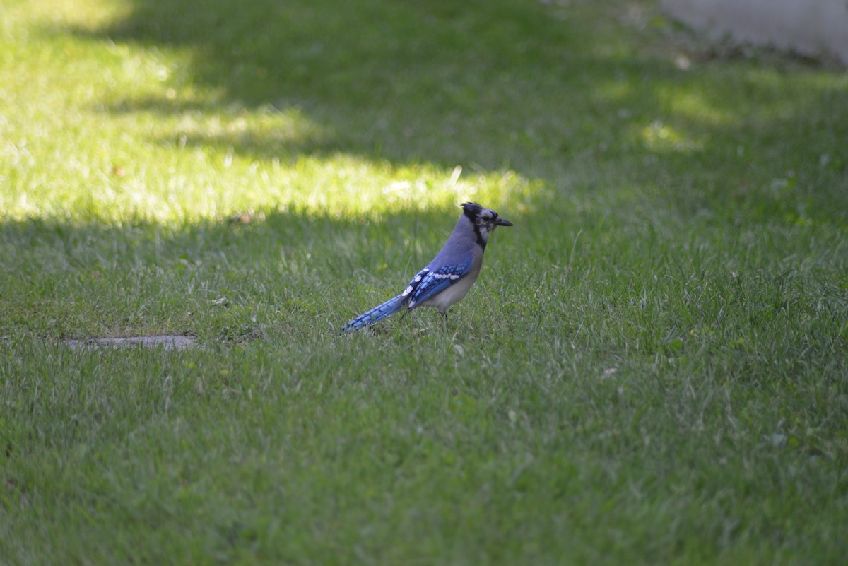 Blue Jay - ML637025418