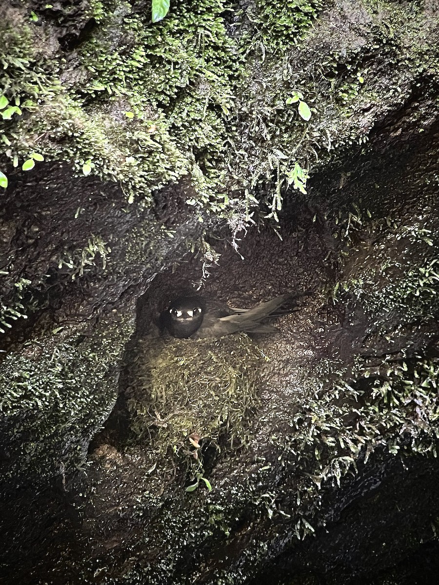 Spot-fronted Swift - ML637025419