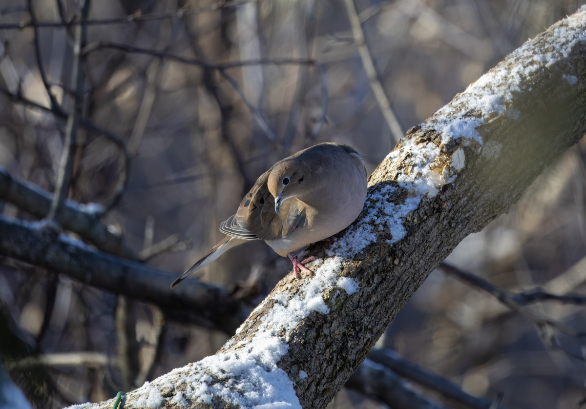 Mourning Dove - ML637025639