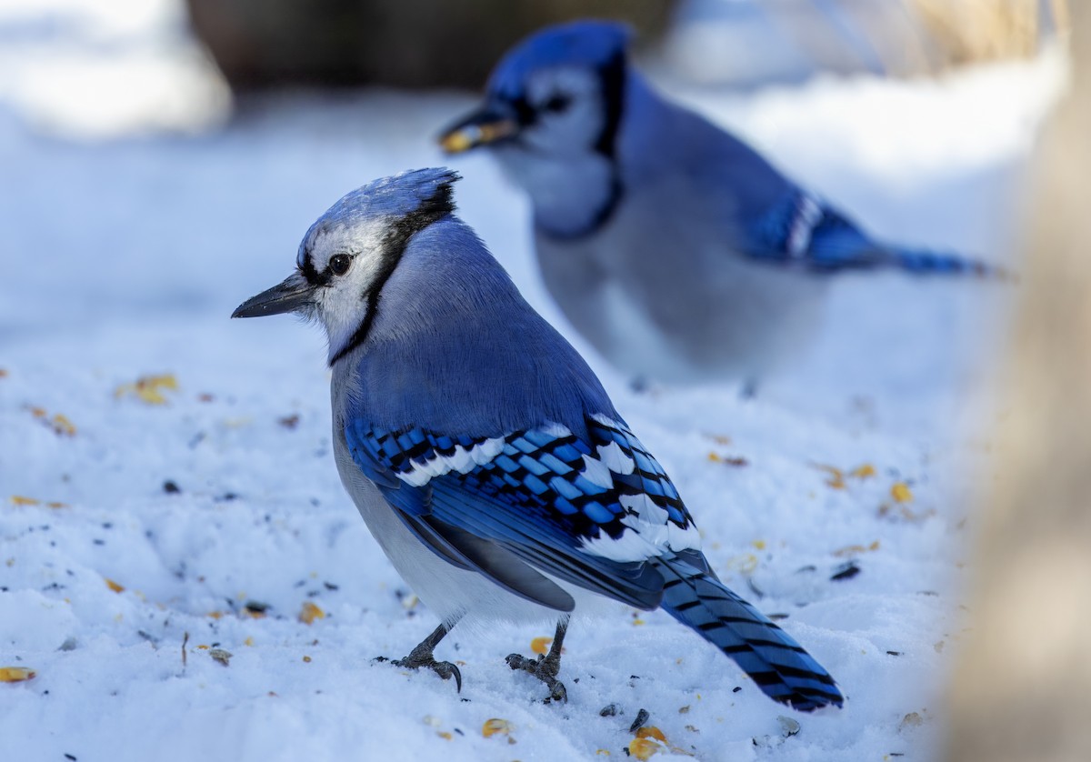 Blue Jay - ML637025659