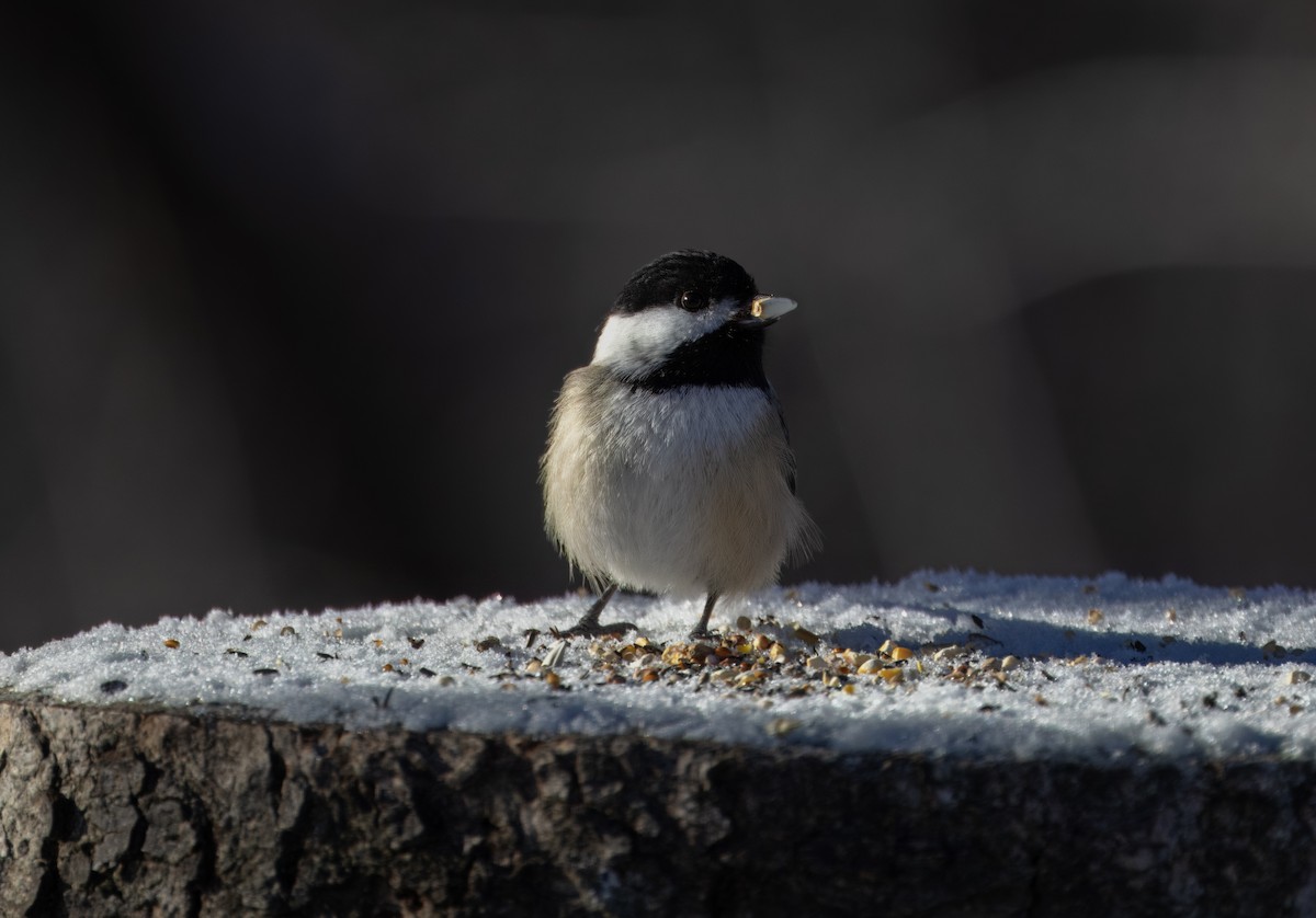 Black-capped Chickadee - ML637025665