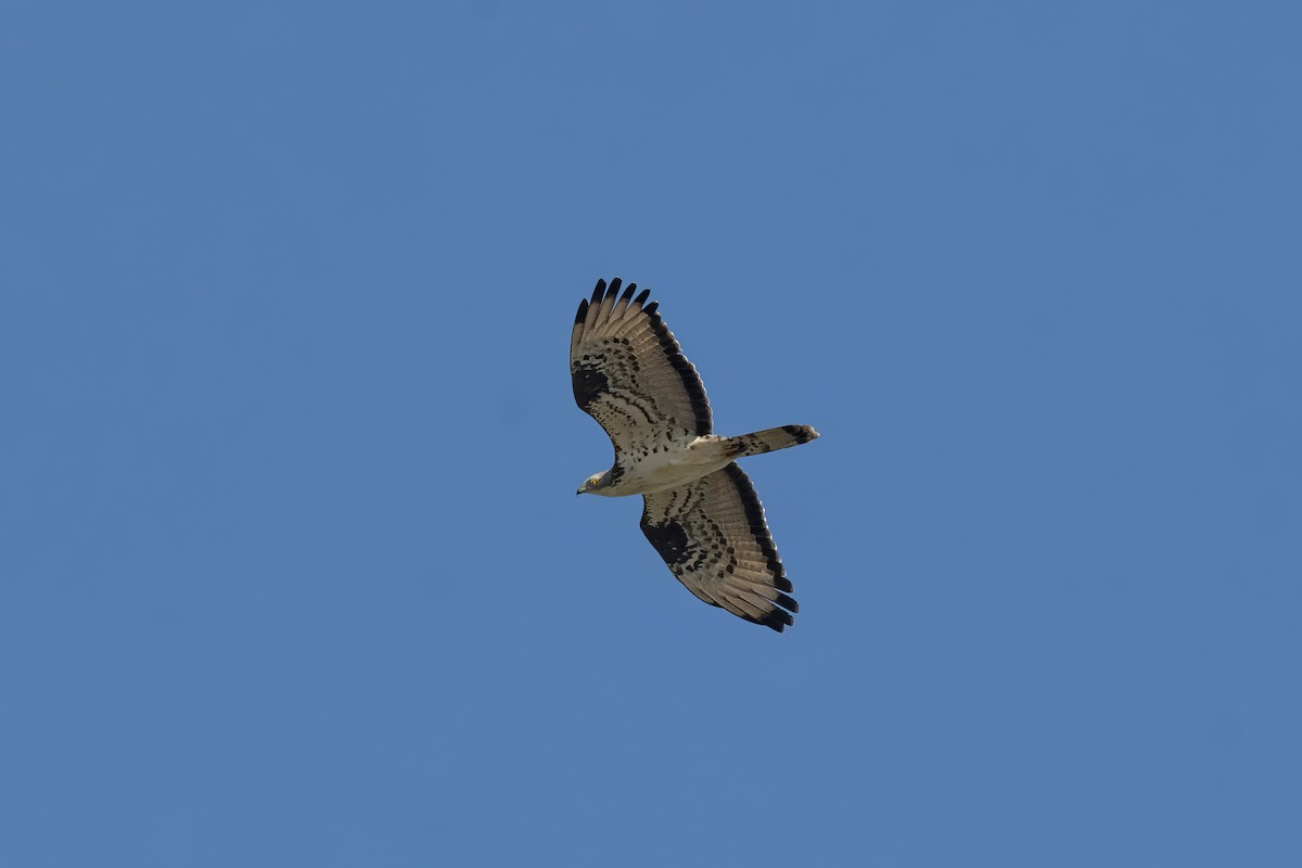 European Honey-buzzard - ML637025678