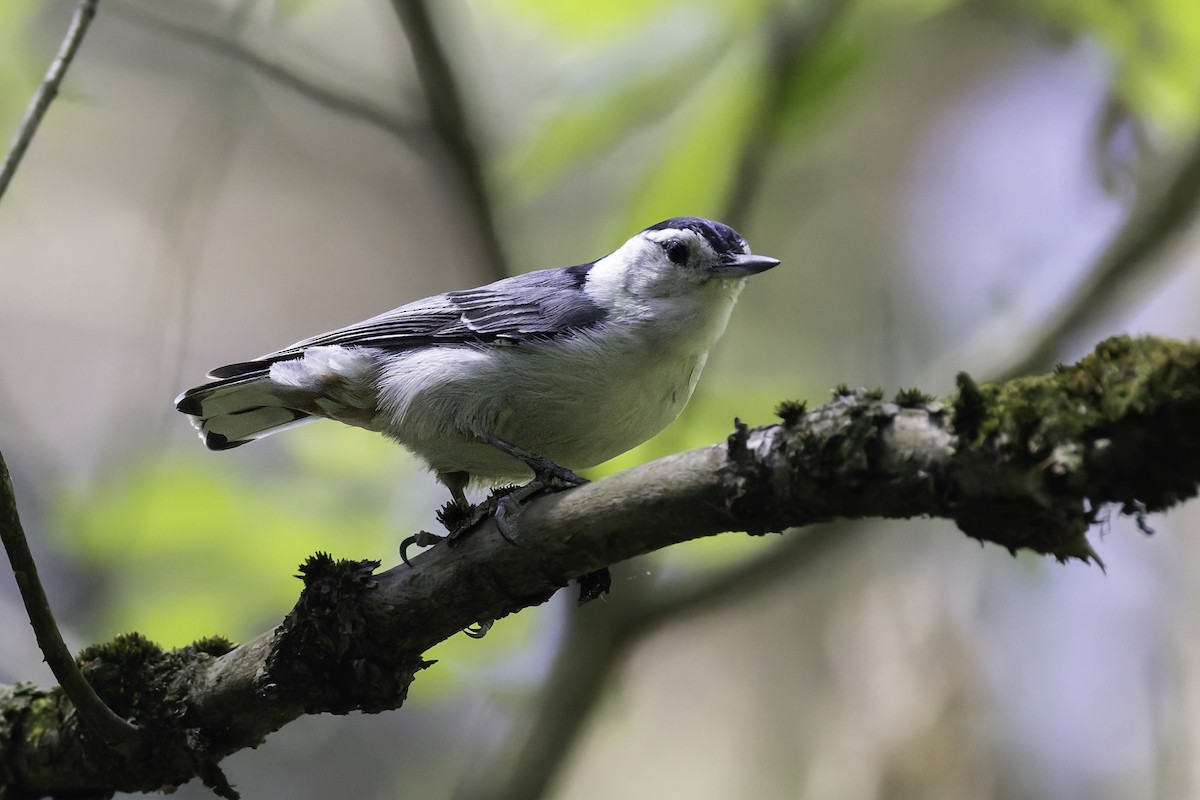 White-breasted Nuthatch - ML637025743