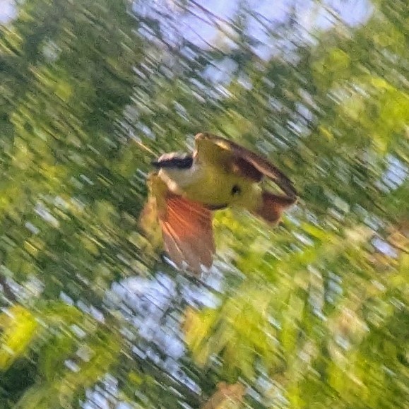 Great Kiskadee - ML637025749