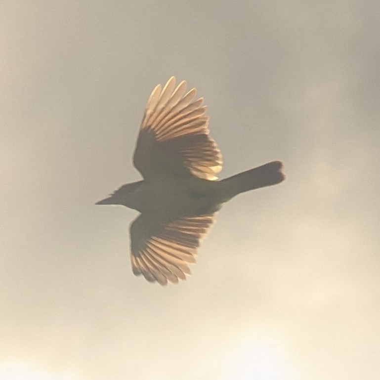 Great Kiskadee - ML637025755