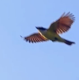 Great Kiskadee - ML637025756