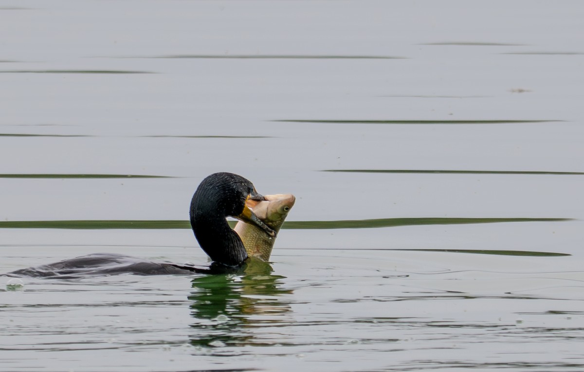Double-crested Cormorant - ML637025762