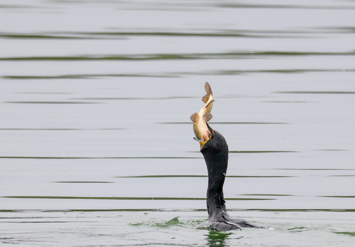 Double-crested Cormorant - ML637025763