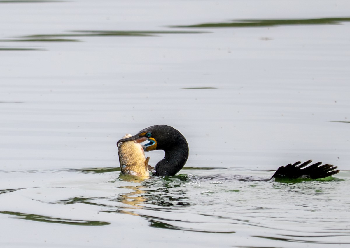 Double-crested Cormorant - ML637025764